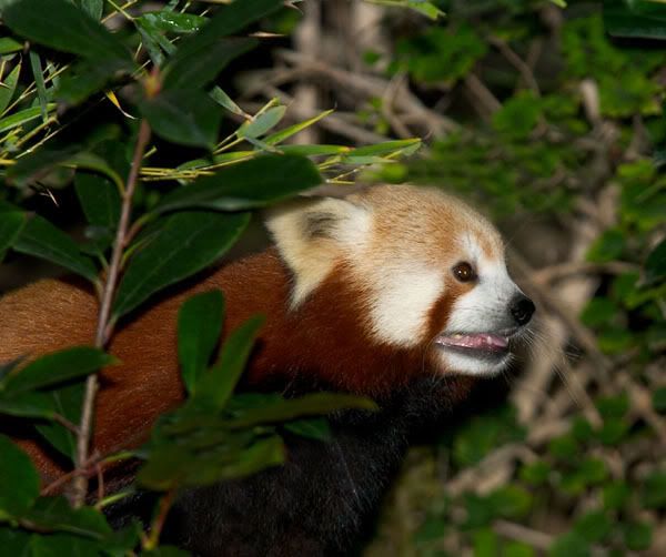 red-panda.jpg