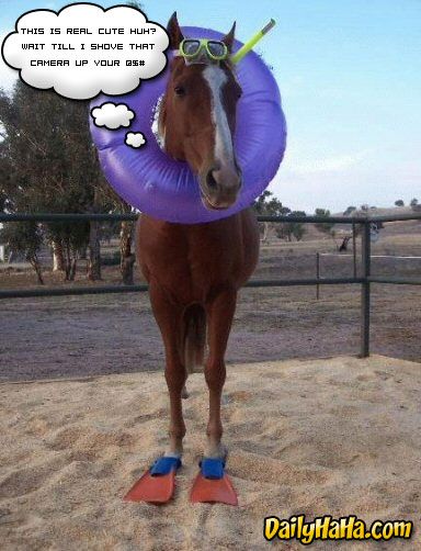 funny horse. Tags: funny horse in pool,