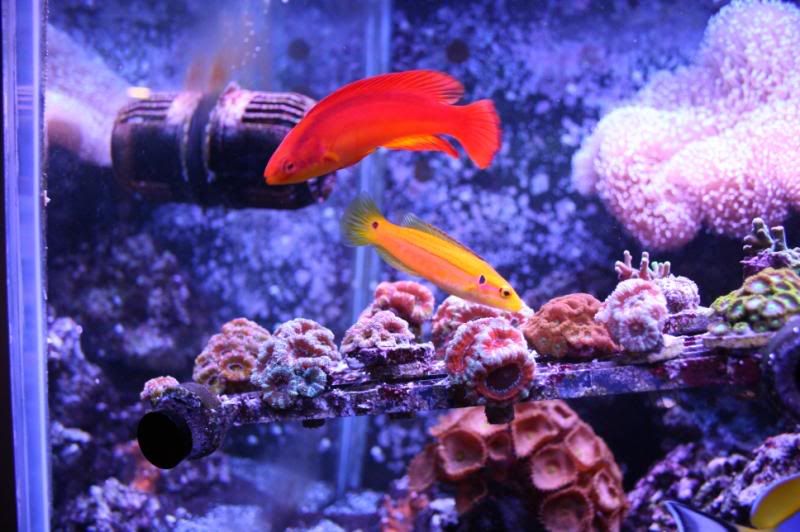 IMG 9025 - Supermale Hawaiian flame wrasse for sale or trade