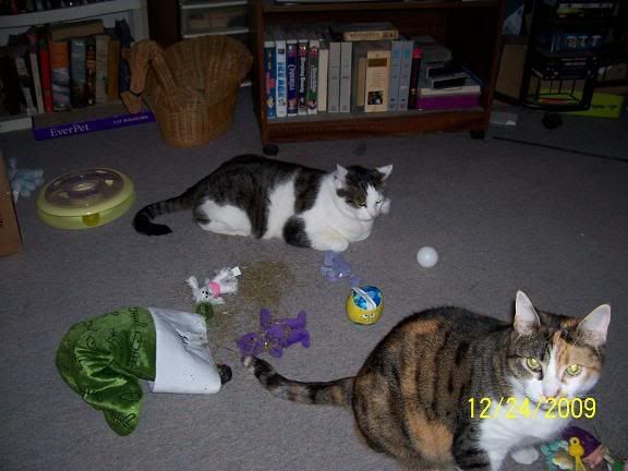 Bothcats1.jpg