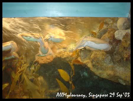 A memory of Singapore Part3 Merlion Sentosa Island 