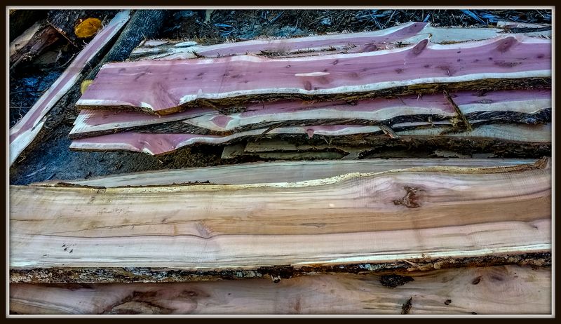 Bacon%20003-1_zps69pi2j0x.jpg