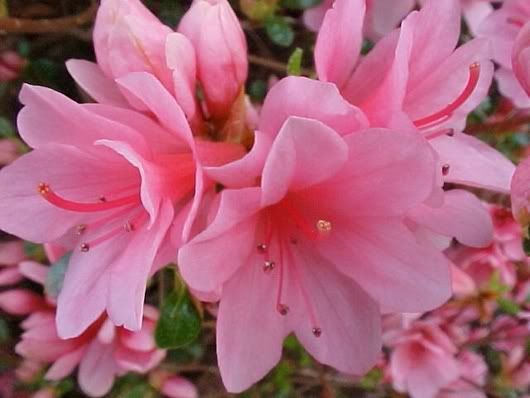 pink-azaleas.jpg AZALEA PARA POEMA JX image by andreasofia