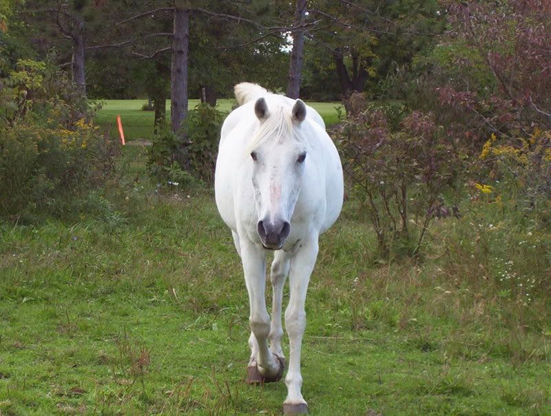 Fat Horses