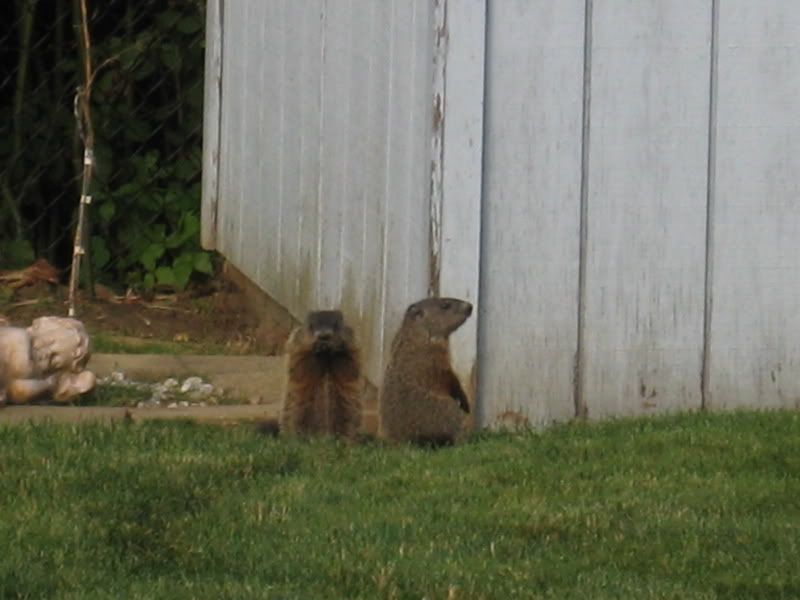 re: Happy Birthday Broadwayboobs!