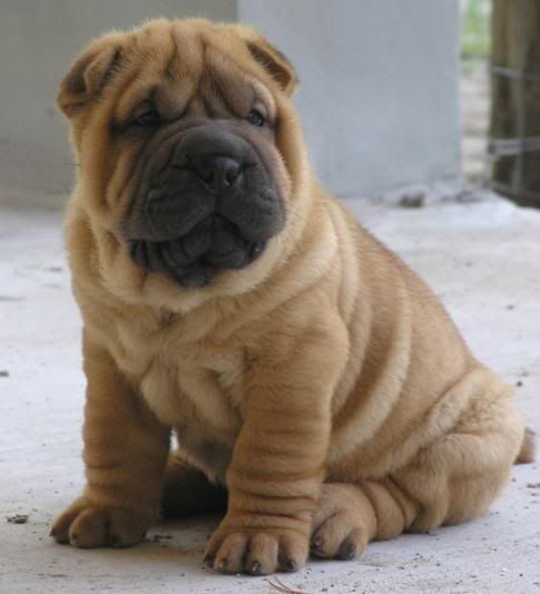 shar-pei.jpg