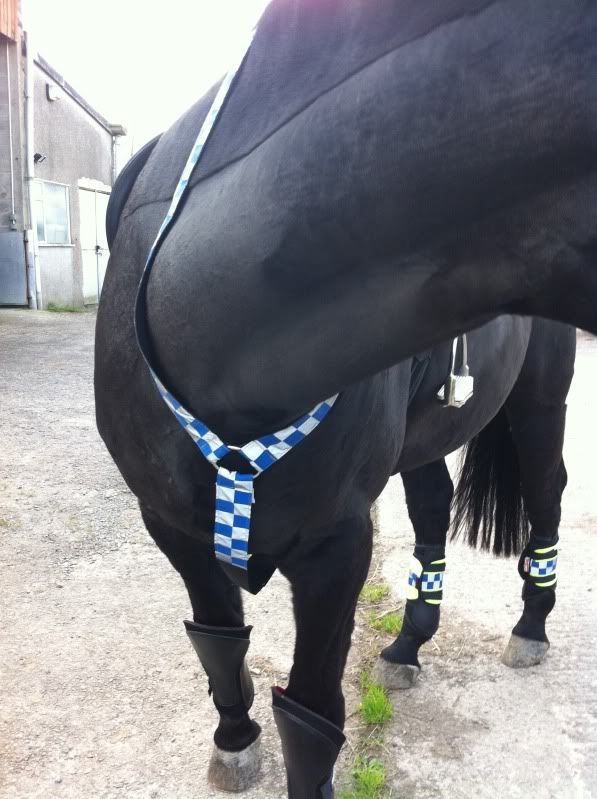 Horse tripping Horse and Hound Forum