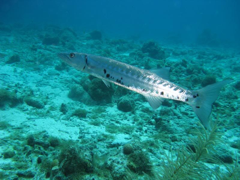 barracuda.jpg