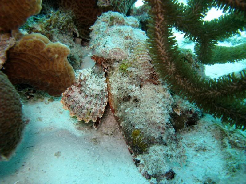 scorpionfish.jpg