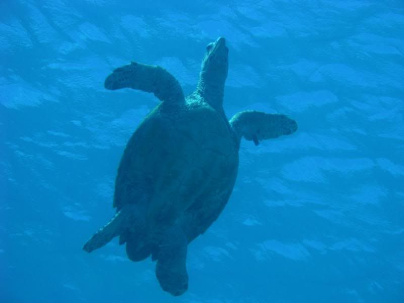 turtlesurfacing.jpg