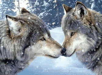 i235070957_47896_4.gif wolves image by Denoyelle