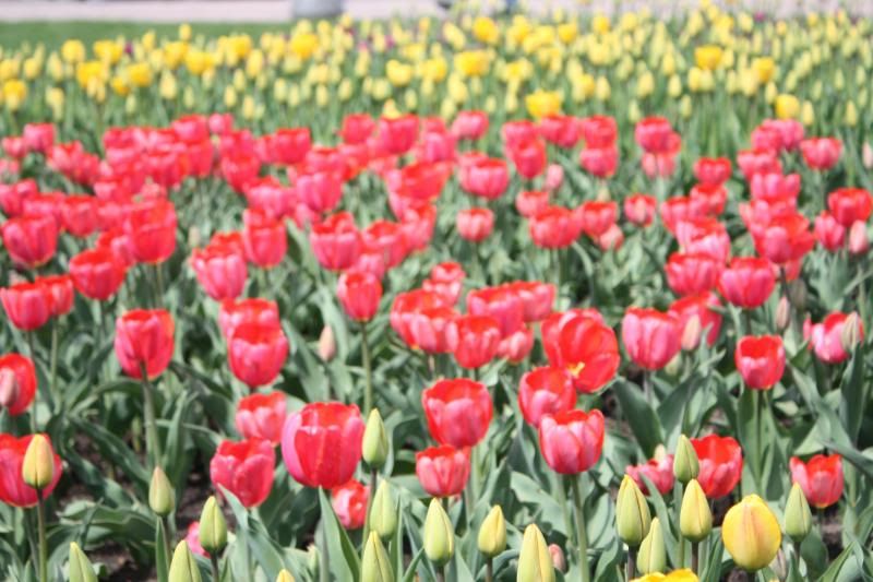 Redflagdeals ottawa