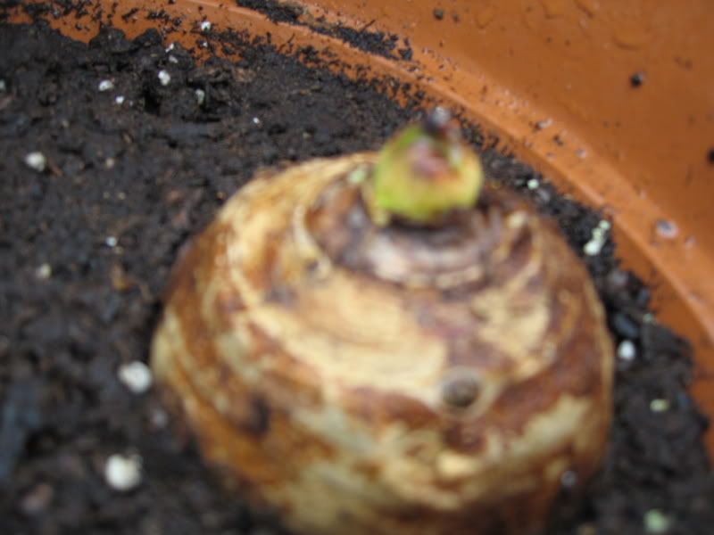 Planting Elephant Ears