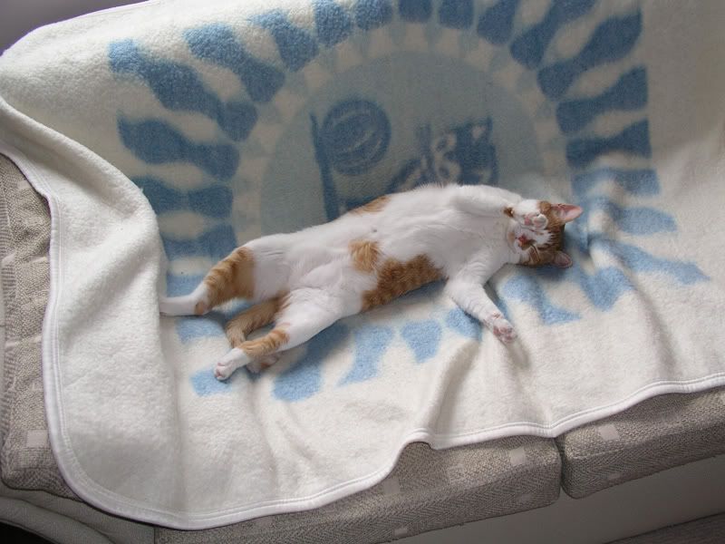 Качена снимка