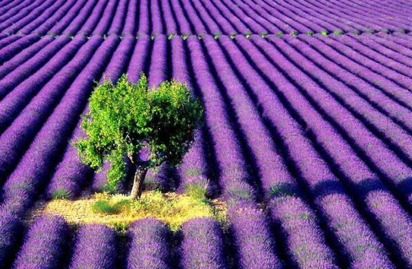 lavender fields air