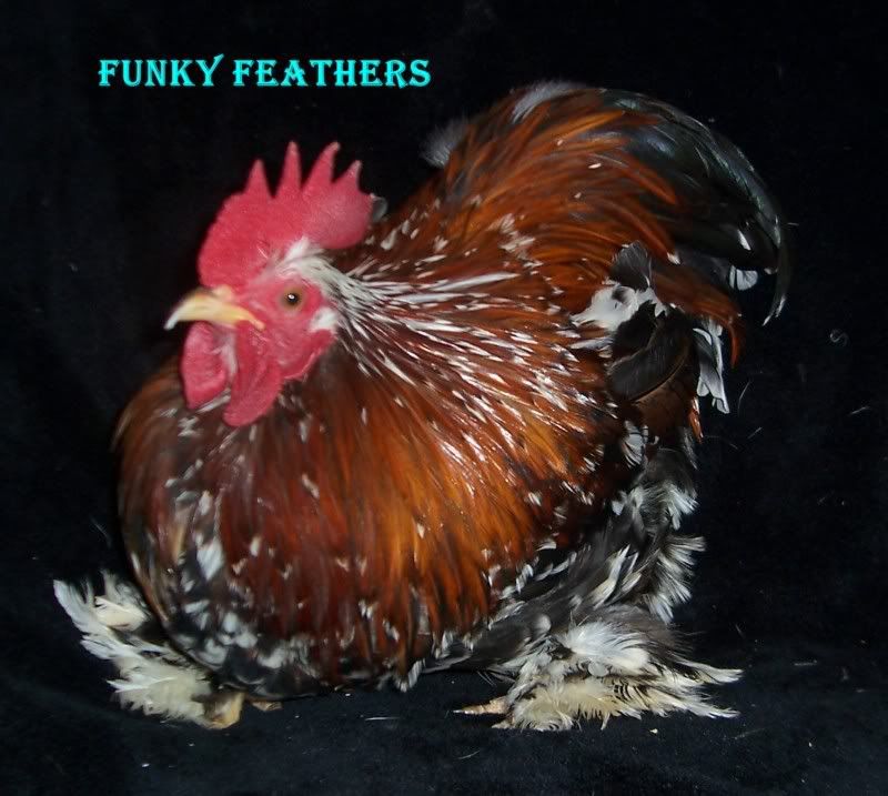 Funky Feathers Fancy Poultry Farm - Homestead Business Directory