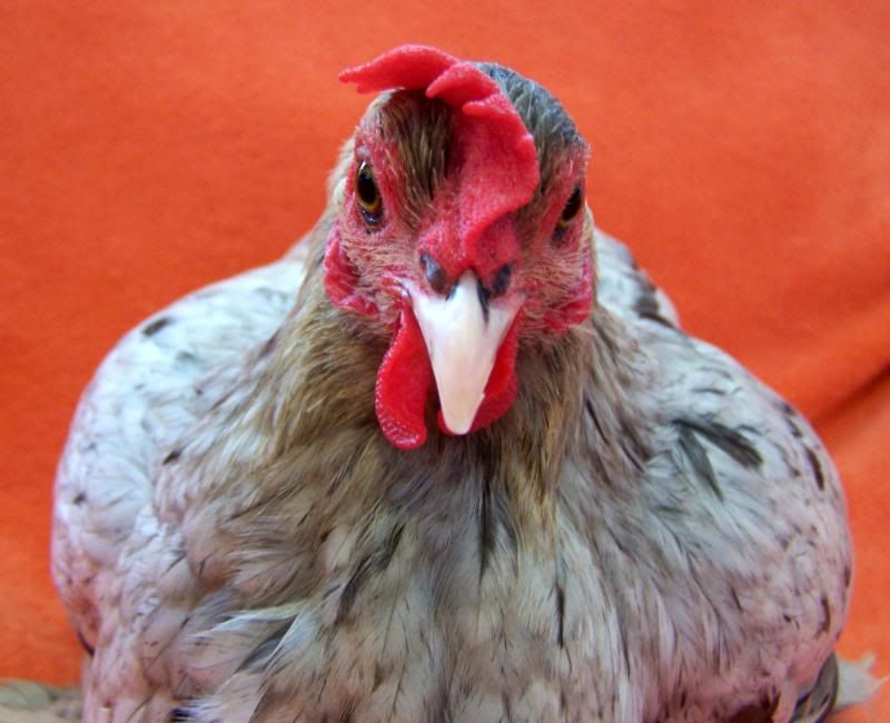 Cochin hen's comb? Is something wrong with her? BackYard Chickens