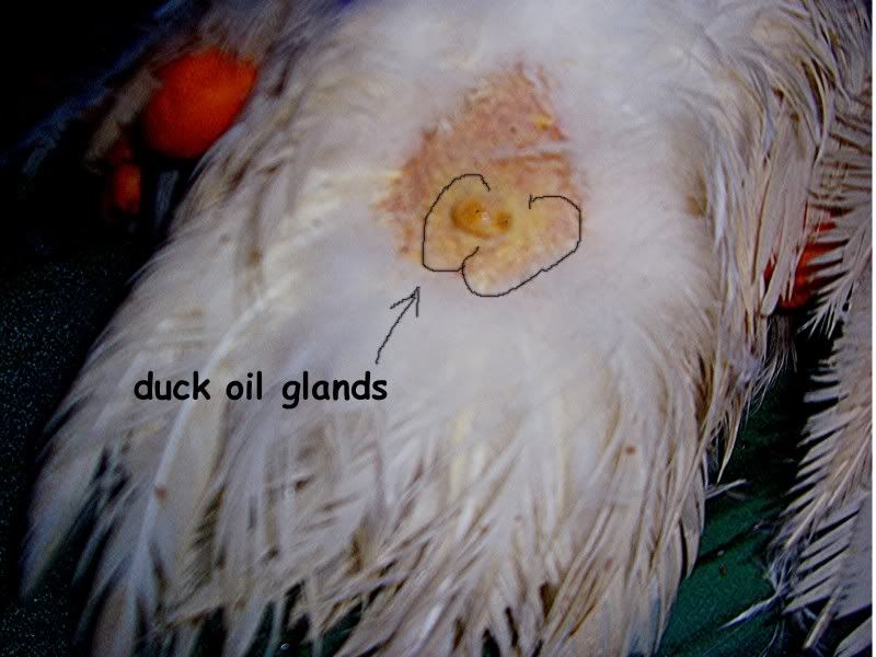 Rooster Anatomy | Page 2 | BackYard Chickens - Learn How to Raise Chickens