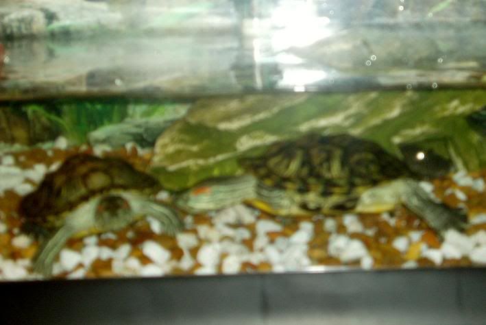 Turtles002