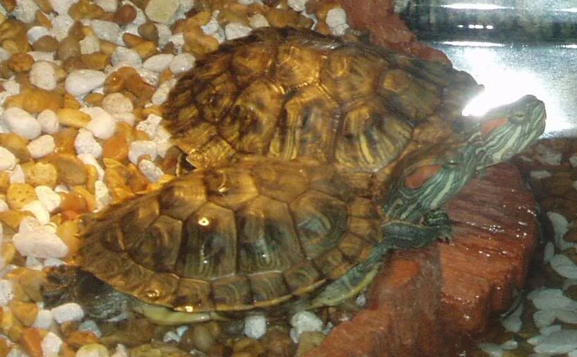 Turtles004