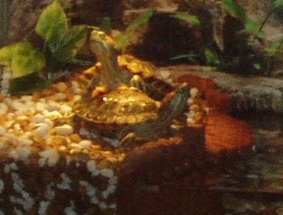 Turtles011