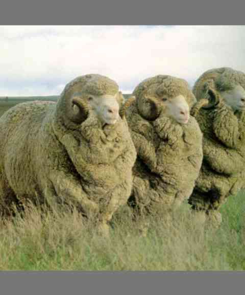 The Australian Merino Sheep