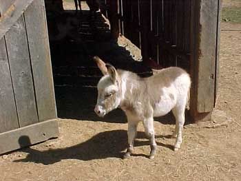 mini donkey