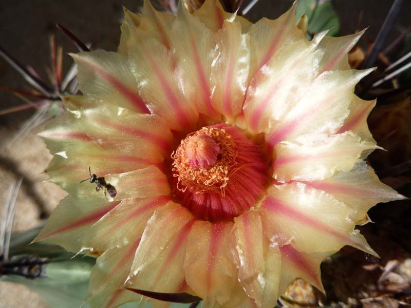 cactusflowerant.jpg