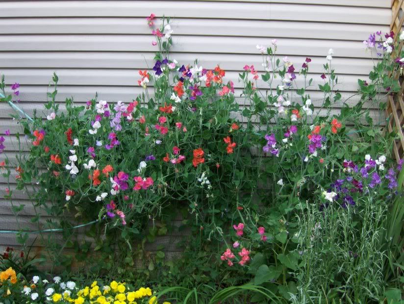sweetpea heaven