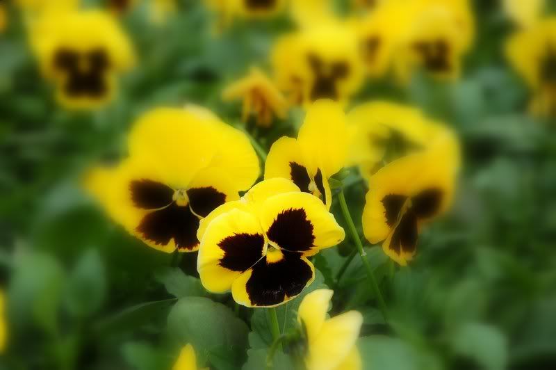 Image hosting by Photobucket