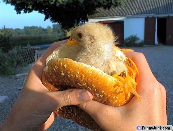 real_chicken_sandwhich.jpg