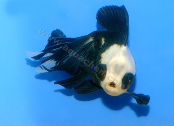 Panda Fish