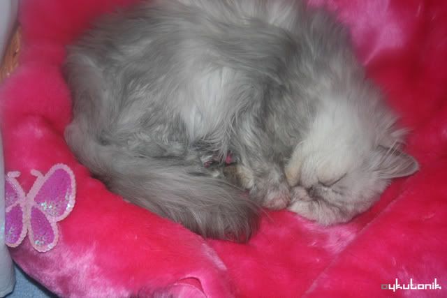 Sanat��lar en �ok KED� sever - Kedi Resimleri (4. Katalog)