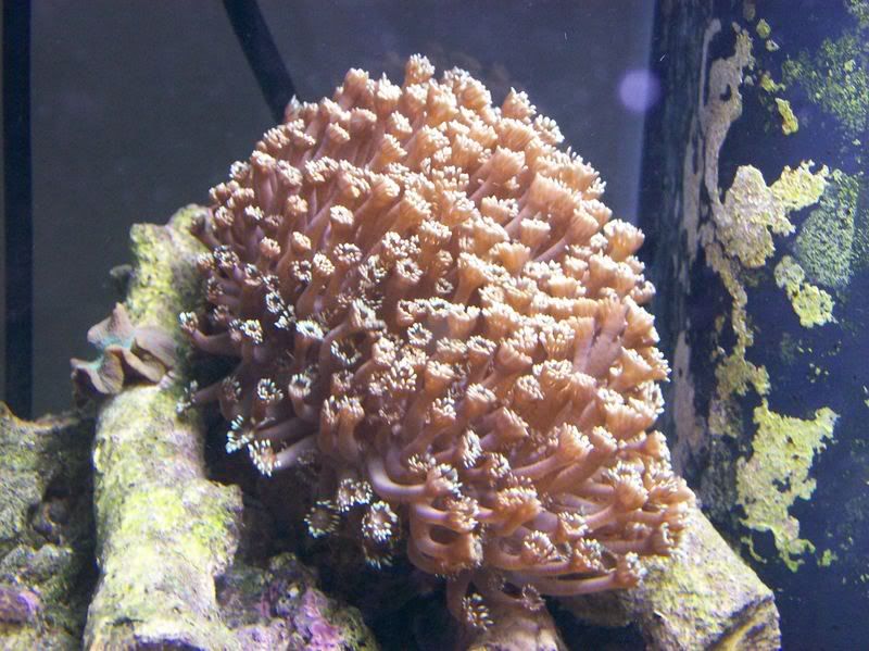 Goniopora Coral