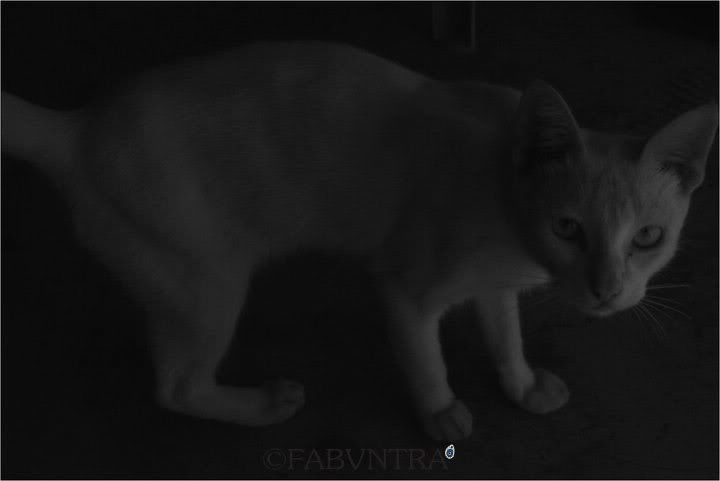 IMAGE: http://i29.photobucket.com/albums/c291/adamjimsandlercarey/my%20photogs/2bfb32e5.jpg