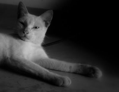 IMAGE: http://i29.photobucket.com/albums/c291/adamjimsandlercarey/my%20photogs/ca4743a3.jpg