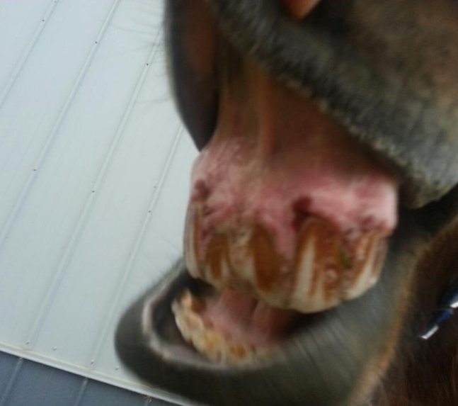 Horses+Mouth+Sores Please Help: Mouth Ulcers or Aggravated Gums? Yucky Pictures Included ...