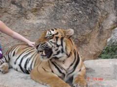 Tijger