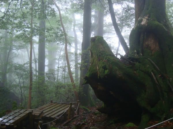 jomonsugi_trail_climb