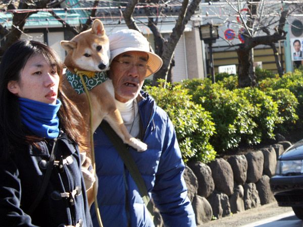  photo kamakura_shiba02_zpsb28ba1ce.jpg