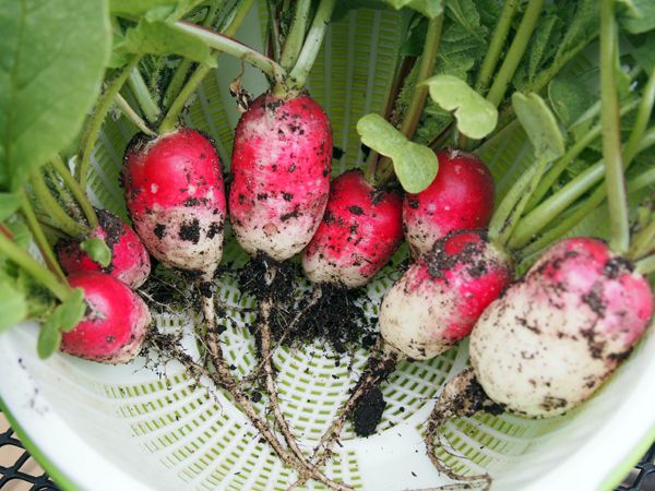  photo radishes_zpsc4bdfffb.jpg