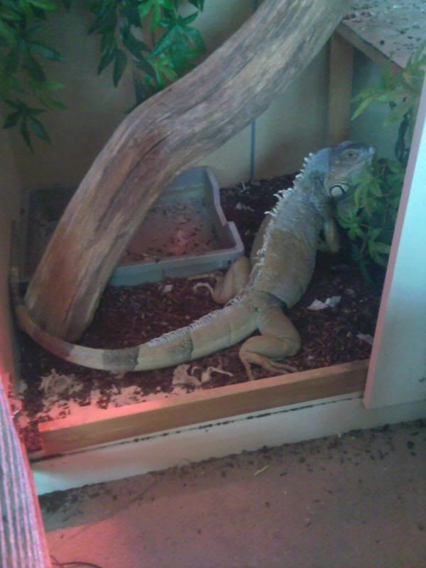 Green Iguana and set up free to good home Reptile Forums
