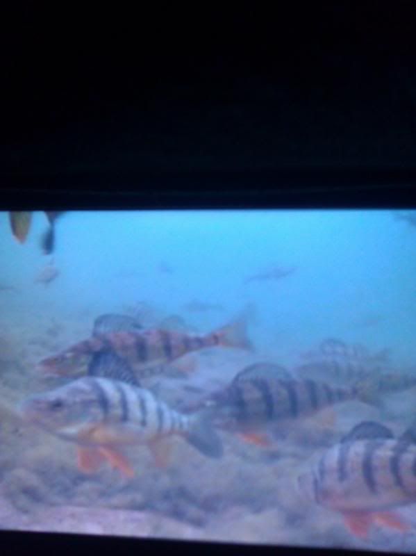 [Image: fl6_zps090c81f8.jpg]