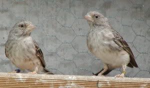 Grey Singing Finch