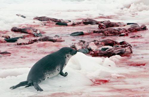 Dead Seals