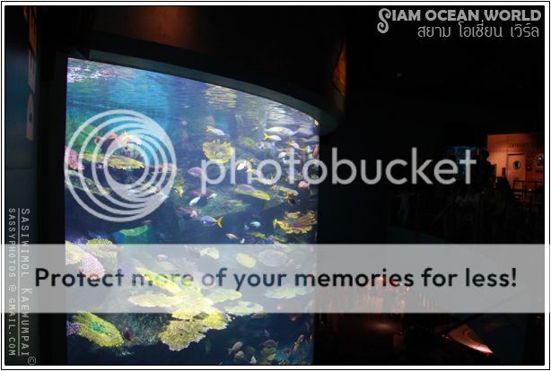 ٻҷ  ¹  ҧҡ͹ Siam Ocean World - Aquarium @ Siam Paragon, BKK