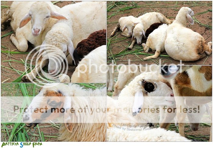 Pattaya sheep farm   оѷ