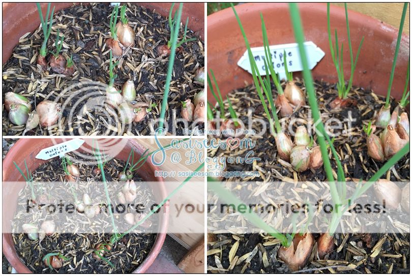 ปลูกต้นหอม spring onions
