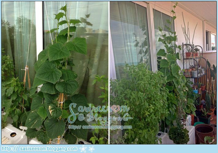 Hydroponic Vegetable Cucumber ١ᵧ ẺԹ