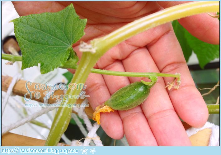 Hydroponic Vegetable Cucumber ١ᵧ ẺԹ